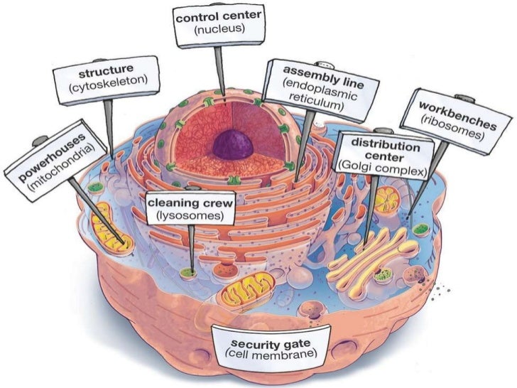 3. cellular basis of life