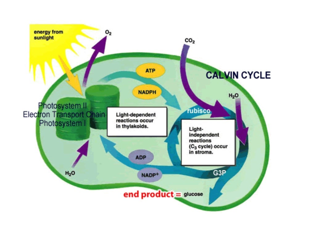 3. cellular basis of life