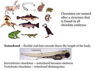 Notochord  – flexible rod that extends down the length of the body Invertebrate chordates – notochord becomes skeleton Vertebrate chordates – notochord disintegrates Chordates are named after a structure that is found in all chordate embryos 