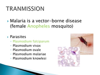 Modes Of Transmission	HorizontaLUnprotected heterosexual/homosexual contactIV drug useContact of abraded skin/mucosa with body secretions  eg. blood, semenBlood tranfusionTransplantationVERTICALMother to child transplacentally during utero, during birth or breast feeding. (25-30%)Risk factor of perinatal transmission – prematurity, rupture of membranes more than 4 hours and high maternal HIV load