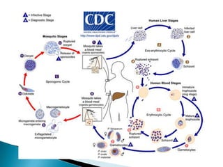 Pediatric classification system : immunology categories.