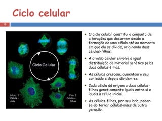 Ciclo celular
10


                     O ciclo celular constitui o conjunto de
                     alterações que decorrem desde a
                     formação de uma célula até ao momento
                     em que ela se divide, originando duas
                     células-filhas.
                     A divisão celular envolve a igual
                     distribuição de material genético pelas
                     duas células-filhas.
                     As células crescem, aumentam o seu
                     conteúdo e depois dividem-se.
                     Cada célula dá origem a duas células-
                     filhas geneticamente iguais entre si e
                     iguais à célula inicial.
                     As células-filhas, por seu lado, poder-
                     se-ão tornar células-mães de outra
                     geração.
 