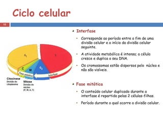 Ciclo celular
11

                     Interfase
                     •   Corresponde ao período entre o fim de uma
                         divisão celular e o início da divisão celular
                         seguinte.
                     •   A atividade metabólica é intensa; a célula
                         cresce e duplica o seu DNA.
                     •   Os cromossomas estão dispersos pelo núcleo e
                         não são visíveis.



                     Fase mitótica
                     •   O conteúdo celular duplicado durante a
                         interfase é repartido pelas 2 células-filhas.
                     •   Período durante o qual ocorre a divisão celular.
 