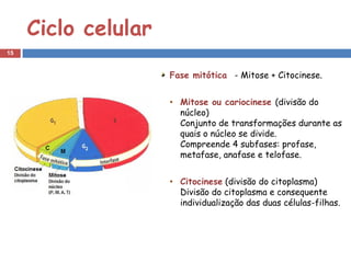 Ciclo celular
15


                     Fase mitótica - Mitose + Citocinese.


                     • Mitose ou cariocinese (divisão do
                       núcleo)
                       Conjunto de transformações durante as
                       quais o núcleo se divide.
                       Compreende 4 subfases: profase,
                       metafase, anafase e telofase.


                     • Citocinese (divisão do citoplasma)
                       Divisão do citoplasma e consequente
                       individualização das duas células-filhas.
 