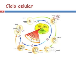 Ciclo celular
16
 