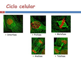Ciclo celular
19




     Interfase   Profase   Metafase




                 Anafase   Telofase
 