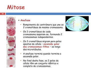 Mitose
23



         Anafase
         • Rompimento do centrómero que une os
           2 cromatídeos do mesmo cromossoma.
         • Os 2 cromatídeos de cada
           cromossoma separam-se, formando 2
           cromossomas independentes.
         • Os 2 cromatídeos migram para polos
           opostos da célula – ascensão polar
           dos cromossomas-filhos – ao longo
           dos microtúbulos.
         • A anafase termina quando termina a
           ascensão polar.
         • No final desta fase, os 2 polos da
           célula têm um conjunto idêntico e
           completo de cromossomas.
 