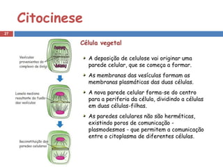 Citocinese
27

              Célula vegetal

                  A deposição de celulose vai originar uma
                  parede celular, que se começa a formar.
                  As membranas das vesículas formam as
                  membranas plasmáticas das duas células.
                  A nova parede celular forma-se do centro
                  para a periferia da célula, dividindo a células
                  em duas células-filhas.
                  As paredes celulares não são herméticas,
                  existindo poros de comunicação -
                  plasmodesmos - que permitem a comunicação
                  entre o citoplasma de diferentes células.
 