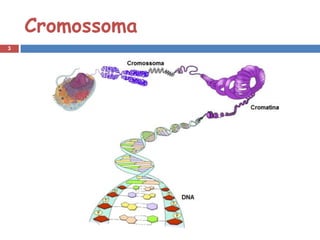 Cromossoma
3
 