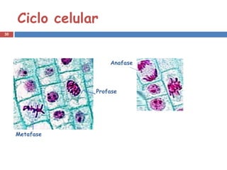 Ciclo celular
30




                     Anafase




                 Profase




     Metafase
 