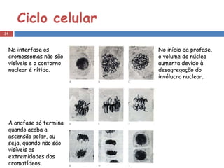 Ciclo celular
31



 Na interfase os         No início da profase,
 cromossomas não são     o volume do núcleo
 visíveis e o contorno   aumenta devido à
 nuclear é nítido.       desagregação do
                         invólucro nuclear.




 A anafase só termina
 quando acaba a
 ascensão polar, ou
 seja, quando não são
 visíveis as
 extremidades dos
 cromatídeos.
 