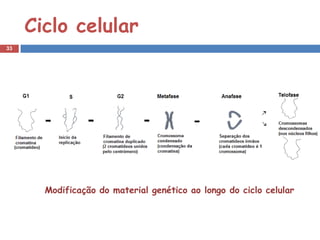 Ciclo celular
33




       Modificação do material genético ao longo do ciclo celular
 