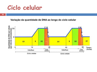 Ciclo celular
35


      Variação da quantidade de DNA ao longo do ciclo celular
 
