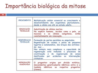 Importância biológica da mitose
36


          CRESCIMENTO   Multiplicação celular essencial ao crescimento e
                        desenvolvimento dos organismos pluricelulares,
                        desde a célula-ovo até ao estado adulto.

          RENOVAÇÃO     Substituição de células mortas.
          TECIDULAR     Na espécie humana, tecidos como a pele, as
                        mucosas    e   as    células  sanguíneas, estão
                        constantemente em renovação.

          REGENERAÇAO   Formação de partes perdidas ou amputadas.
           TECIDULAR    Regeneração de caudas e patas de pequenos
                        lagartos e salamandras, dos braços das estrelas-
                        do- mar...
                        Nos animais mais complexos a capacidade de
                        regeneração está reduzida a processos de
                        cicatrização e de regeneração de zonas
                        danificadas por acidentes ou intervenções
                        cirúrgicas.

          REPRODUÇÃO    O progenitor origina por divisão mitótica,
          ASSEXUADA     descendentes geneticamente idênticos entre si e
                        também idênticos ao respetivo progenitor
                        (clones).
 
