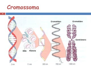 Cromossoma
4
 