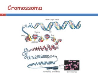 Cromossoma
5
 