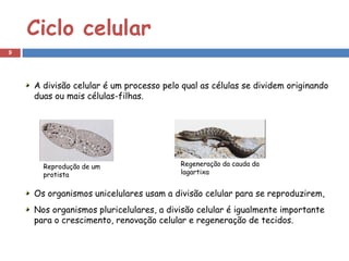 Ciclo celular
9




    A divisão celular é um processo pelo qual as células se dividem originando
    duas ou mais células-filhas.




      Reprodução de um                  Regeneração da cauda da
      protista                          lagartixa


    Os organismos unicelulares usam a divisão celular para se reproduzirem,
    Nos organismos pluricelulares, a divisão celular é igualmente importante
    para o crescimento, renovação celular e regeneração de tecidos.
 