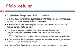 Ciclo celular
12


     O ciclo celular é um processo dinâmico e contínuo.
     O ciclo celular compreende duas fases, a interfase e a fase mitótica, que,
     por sua vez, se dividem em diferentes etapas.
     A interfase é a fase mais longa do ciclo celular, constituindo cerca de
     90% da duração total do ciclo.
     Durante a interfase , a célula procede à síntese de diversos
     constituintes, que conduzem ao seu crescimento e maturação.
           A interfase permite que a célula se prepare para uma nova divisão.
     A fase mitótica é a fase em que se verifica a divisão da célula, culminando
     na formação de duas células-filhas.
     A fase mitótica é constituída por duas etapas: a mitose e a citocinese
 
