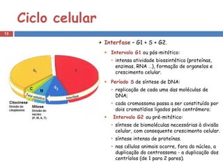 Ciclo celular
13

                     Interfase – G1 + S + G2.
                      Intervalo G1 ou pós-mitótico:
                         • intensa atividade biossintética (proteínas,
                           enzimas, RNA …), formação de organelos e
                           crescimento celular.
                      Período S de síntese de DNA:
                         • replicação de cada uma das moléculas de
                           DNA;
                         • cada cromossoma passa a ser constituído por
                           dois cromatídios ligados pelo centrómero;
                        Intervalo G2 ou pré-mitótico:
                         • síntese de biomoléculas necessárias à divisão
                           celular, com consequente crescimento celular.
                         • síntese intensa de proteínas.
                         • nas células animais ocorre, fora do núcleo, a
                           duplicação do centrossoma - a duplicação dos
                           centríolos (de 1 para 2 pares).
 