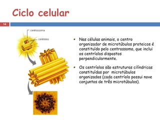 Ciclo celular
14




                     Nas células animais, o centro
                     organizador de microtúbulos proteicos é
                     constituído pelo centrossoma, que inclui
                     os centríolos dispostos
                     perpendicularmente.

                     Os centríolos são estruturas cilíndricas
                     constituídas por microtúbulos
                     organizados (cada centríolo possui nove
                     conjuntos de três microtúbulos).
 