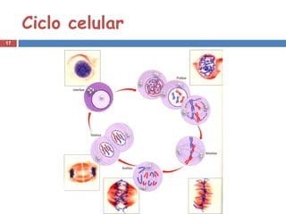 Ciclo celular
17
 