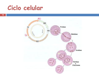 Ciclo celular
18
 