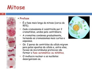 Mitose
21


         Profase
         • É a fase mais longa da mitose (cerca de
           90%).
         • Cada cromossoma é constituído por 2
           cromatídios, unidos pelo centrómero.
         • A cromatina condensa gradualmente,
           tornando os cromossomas mais curtos e
           espessos.
         • Os 2 pares de centríolos da célula migram
           para polos opostos da célula e, entre eles,
           feixes de microtúbulos proteicos vão
           formar o fuso acromático ou mitótico.
         • O invólucro nuclear e os nucléolos
           desorganizam-se.
 