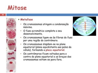 Mitose
22


         Metafase
         • Os cromossomas atingem a condensação
           máxima.
         • O fuso acromático completa o seu
           desenvolvimento.
         • Os cromossomas ligam-se às fibras do fuso
           por uma região do centrómero.
         • Os cromossomas dispõem-se no plano
           equatorial (plano equidistante aos polos da
           célula), formando a placa equatorial.
         • Os centrómeros ficam voltados para o
           centro do plano equatorial e os braços dos
           cromossomas voltam-se para fora.
 
