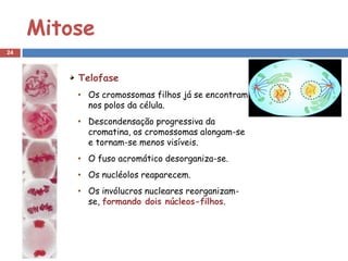 Mitose
24



         Telofase
         • Os cromossomas filhos já se encontram
           nos polos da célula.
         • Descondensação progressiva da
           cromatina, os cromossomas alongam-se
           e tornam-se menos visíveis.
         • O fuso acromático desorganiza-se.
         • Os nucléolos reaparecem.
         • Os invólucros nucleares reorganizam-
           se, formando dois núcleos-filhos.
 