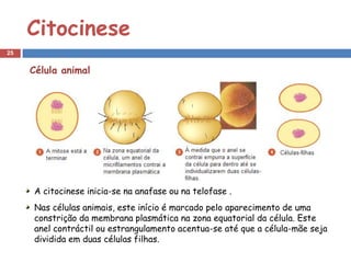 Citocinese
25


     Célula animal




     A citocinese inicia-se na anafase ou na telofase .
     Nas células animais, este início é marcado pelo aparecimento de uma
     constrição da membrana plasmática na zona equatorial da célula. Este
     anel contráctil ou estrangulamento acentua-se até que a célula-mãe seja
     dividida em duas células filhas.
 