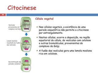 Citocinese
26

              Célula vegetal


                  Nas células vegetais, a existência de uma
                  parede esquelética não permite a citocinese
                  por estrangulamento.
                  Nestas células, ocorre a deposição, na região
                  equatorial da célula, de vesículas com celulose
                  e outras biomoléculas, provenientes do
                  complexo de Golgi.
                  A fusão das vesículas gera uma lamela mediana
                  rica em celulose.
 