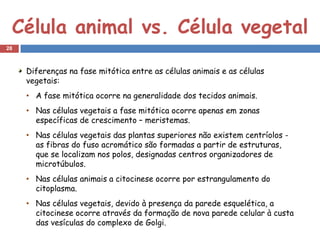 Célula animal vs. Célula vegetal
28



     Diferenças na fase mitótica entre as células animais e as células
     vegetais:
     • A fase mitótica ocorre na generalidade dos tecidos animais.
     • Nas células vegetais a fase mitótica ocorre apenas em zonas
       específicas de crescimento – meristemas.
     • Nas células vegetais das plantas superiores não existem centríolos -
       as fibras do fuso acromático são formadas a partir de estruturas,
       que se localizam nos polos, designadas centros organizadores de
       microtúbulos.
     • Nas células animais a citocinese ocorre por estrangulamento do
       citoplasma.
     • Nas células vegetais, devido à presença da parede esquelética, a
       citocinese ocorre através da formação de nova parede celular à custa
       das vesículas do complexo de Golgi.
 