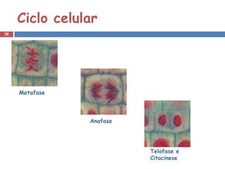 Ciclo celular
29




     Metafase




                Anafase




                          Telofase e
                          Citocinese
 