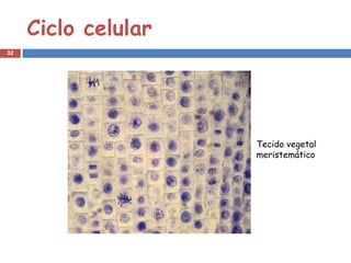 Ciclo celular
32




                     Tecido vegetal
                     meristemático
 