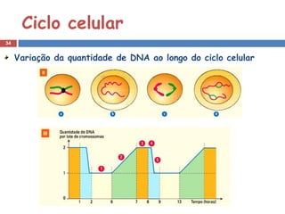 Ciclo celular
34


     Variação da quantidade de DNA ao longo do ciclo celular
 