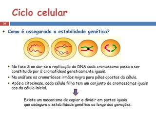 Ciclo celular
36


     Como é assegurada a estabilidade genética?




      Na fase S ao dar-se a replicação do DNA cada cromossoma passa a ser
      constituído por 2 cromatídeos geneticamente iguais.
      Na anáfase os cromatídeos irmãos migra para pólos opostos da célula.
      Após a citocinese, cada célula filha tem um conjunto de cromossomas iguais
      aos da célula inicial.


            Existe um mecanismo de copiar e dividir em partes iguais
            que assegura a estabilidade genética ao longo das gerações.
 