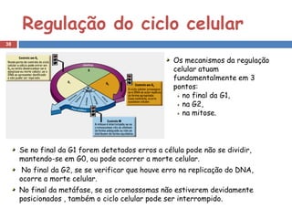 Regulação do ciclo celular
38


                                                  Os mecanismos da regulação
                                                  celular atuam
                                                  fundamentalmente em 3
                                                  pontos:
                                                     no final da G1,
                                                     na G2,
                                                     na mitose.




     Se no final da G1 forem detetados erros a célula pode não se dividir,
     mantendo-se em G0, ou pode ocorrer a morte celular.
      No final da G2, se se verificar que houve erro na replicação do DNA,
     ocorre a morte celular.
     No final da metáfase, se os cromossomas não estiverem devidamente
     posicionados , também o ciclo celular pode ser interrompido.
 