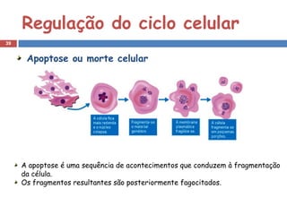 Regulação do ciclo celular
39


      Apoptose ou morte celular




     A apoptose é uma sequência de acontecimentos que conduzem à fragmentação
     da célula.
     Os fragmentos resultantes são posteriormente fagocitados.
 