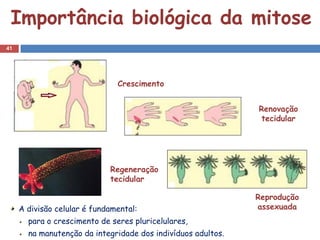 Importância biológica da mitose
41




                               Crescimento


                                                              Renovação
                                                               tecidular




                             Regeneração
                             tecidular

                                                              Reprodução
     A divisão celular é fundamental:                         assexuada
       para o crescimento de seres pluricelulares,
       na manutenção da integridade dos indivíduos adultos.
 
