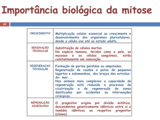 Importância biológica da mitose
42


     CRESCIMENTO   Multiplicação celular essencial ao crescimento e
                   desenvolvimento dos organismos pluricelulares,
                   desde a célula-ovo até ao estado adulto.

      RENOVAÇÃO    Substituição de células mortas.
      TECIDULAR    Na espécie humana, tecidos como a pele, as
                   mucosas    e   as    células  sanguíneas, estão
                   constantemente em renovação.

     REGENERAÇAO   Formação de partes perdidas ou amputadas.
      TECIDULAR    Regeneração de caudas e patas de pequenos
                   lagartos e salamandras, dos braços das estrelas-
                   do- mar...
                   Nos animais mais complexos a capacidade de
                   regeneração está reduzida a processos de
                   cicatrização e de regeneração de zonas
                   danificadas por acidentes ou intervenções
                   cirúrgicas.

      REPRODUÇÃO   O progenitor origina por divisão mitótica,
      ASSEXUADA    descendentes geneticamente idênticos entre si e
                   também idênticos ao respetivo progenitor
                   (clones).
 