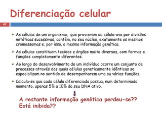 Diferenciação celular
43


      As células de um organismo, que provieram da célula-ovo por divisões
      mitóticas sucessivas, contêm, no seu núcleo, exatamente os mesmos
      cromossomas e, por isso, a mesma informação genética.
      As células constituem tecidos e órgãos muito diversos, com formas e
      funções completamente diferentes.
      Ao longo do desenvolvimento de um indivíduo ocorre um conjunto de
      processos através dos quais células geneticamente idênticas se
      especializam no sentido de desempenharem uma ou várias funções.
      Calcula-se que cada célula diferenciada possua, num determinado
      momento, apenas 5% a 10% do seu DNA ativo.


       A restante informação genética perdeu-se??
       Está inibida??
 