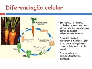 Diferenciação celular
44




                        Em 1950, J. Steward,
                        trabalhando com cenouras,
                        obteve plantas completas a
                        partir de células
                        diferenciadas da raiz.
                        As células da raiz
                        perderam a diferenciação:
                        o seu DNA readquiriu as
                        características da célula
                        inicial.
                        Estavam dados os
                        primeiros passos da
                        clonagem.
 
