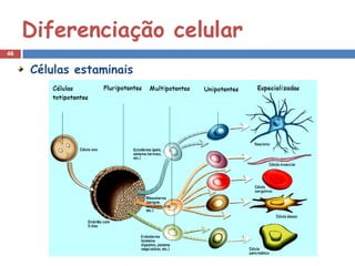 Diferenciação celular
46


     Células estaminais
 