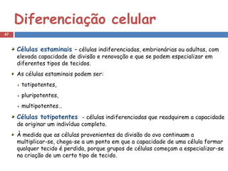 Diferenciação celular
47



     Células estaminais – células indiferenciadas, embrionárias ou adultas, com
     elevada capacidade de divisão e renovação e que se podem especializar em
     diferentes tipos de tecidos.
     As células estaminais podem ser:
      totipotentes,
      pluripotentes,
      multipotentes…
     Células totipotentes - células indiferenciadas que readquirem a capacidade
     de originar um indivíduo completo.
     À medida que as células provenientes da divisão do ovo continuam a
     multiplicar-se, chega-se a um ponto em que a capacidade de uma célula formar
     qualquer tecido é perdida, porque grupos de células começam a especializar-se
     na criação de um certo tipo de tecido.
 