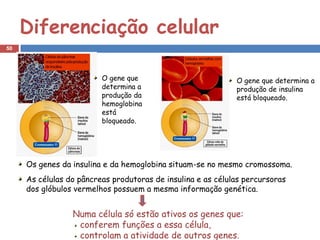 Diferenciação celular
50




                         O gene que                          O gene que determina a
                         determina a                         produção de insulina
                         produção da                         está bloqueado.
                         hemoglobina
                         está
                         bloqueado.




     Os genes da insulina e da hemoglobina situam-se no mesmo cromossoma.
     As células do pâncreas produtoras de insulina e as células percursoras
     dos glóbulos vermelhos possuem a mesma informação genética.


                 Numa célula só estão ativos os genes que:
                  conferem funções a essa célula,
                  controlam a atividade de outros genes.
 