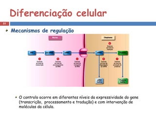 Diferenciação celular
51


     Mecanismos de regulação




       O controlo ocorre em diferentes níveis da expressividade do gene
       (transcrição, processamento e tradução) e com intervenção de
       moléculas da célula.
 