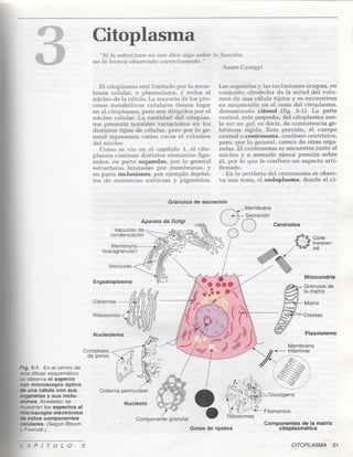 3 citoplasma1(1)
