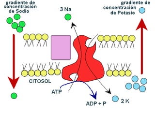 Ya que es mucho esfuerzo para movilizar las moléculas en esas condiciones necesita aporte de energía en forma de ATP.
