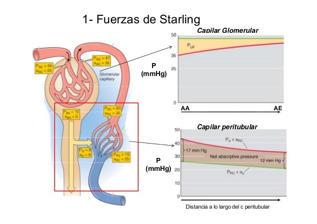 03- Regulación del VFG, sodio y potasio