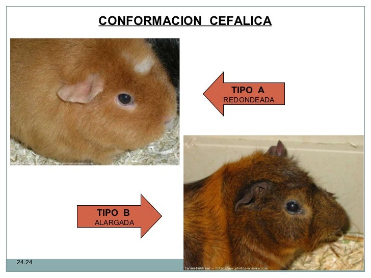 Resultado de imagen para IMAGENES DE TIPO CUYES